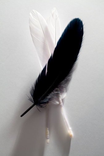 Black and white feathers on white paper.