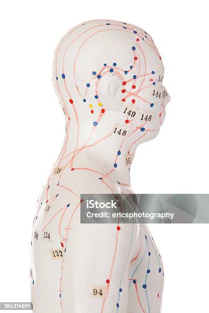 Foto de Modelo De Acupuntura e mais fotos de stock de Acupuntura - Acupuntura, Anatomia, Beleza