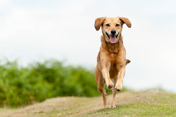 Happy light brown dog filled with joy running around outside