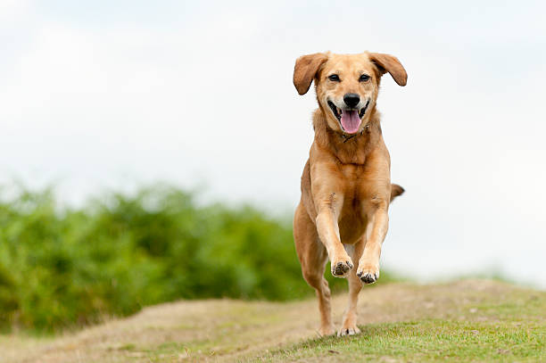 Happy light brown dog filled with joy running around outside brown dog looking very happy approaching stock pictures, royalty-free photos & images
