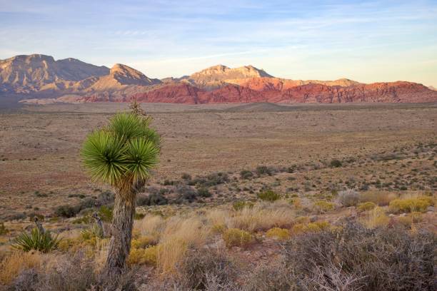 istock Red Rock Canyon National Conservation Area 1843149801