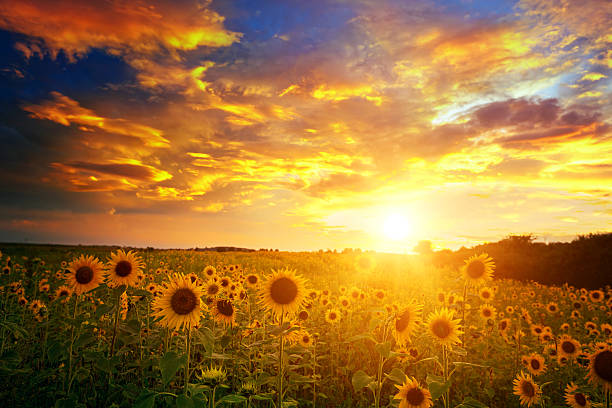 istock Sunflowers field and sunset sky 184315147