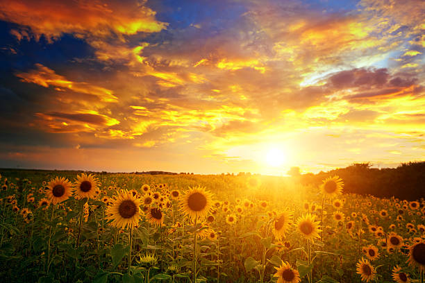 Sunflowers field and sunset sky stock photo