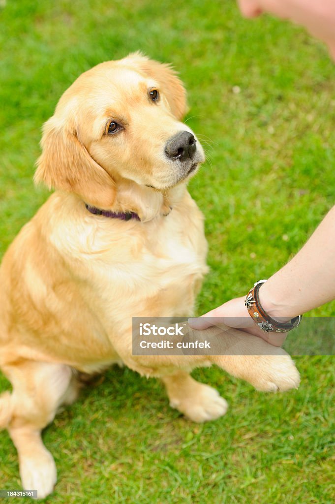 My friend Shaking hands with dog Dog Stock Photo