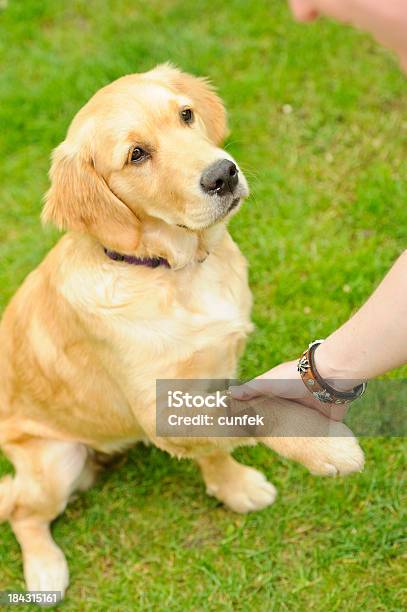 My Friend Stock Photo - Download Image Now - Dog, Shaking, Animal Tricks