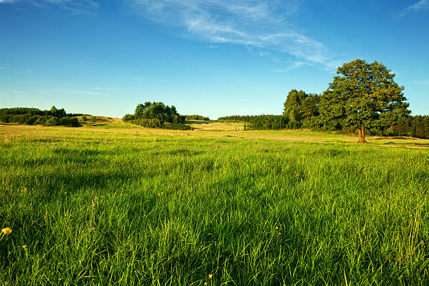 草地 - agriculture beauty in nature flower clear sky ストックフォトと画像