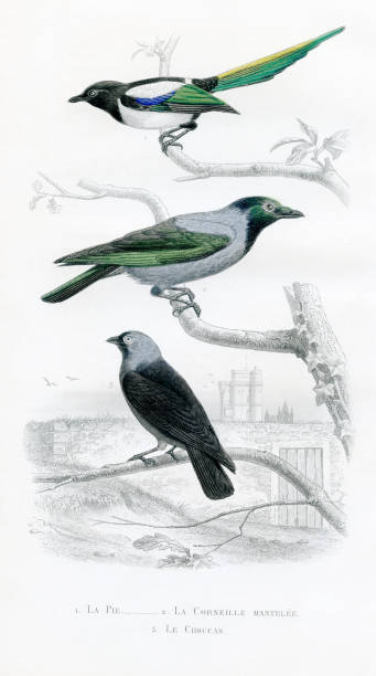 Corvidae, crow family,scientific Illustration, 1850