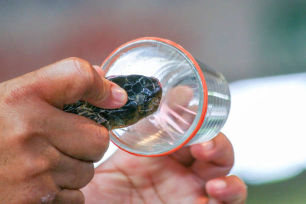 istock Milking cobra snake venom in Thailand 1843157045