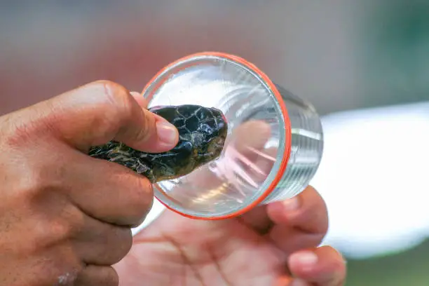 Photo of Milking cobra snake venom in Thailand