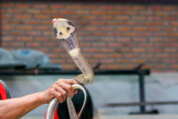 A king cobra snake with body curled and head raised with mouth open and tongue out in strike pose, on a plain reflective surface, surrounded by multi coloured toy plastic snakes. With copy space.