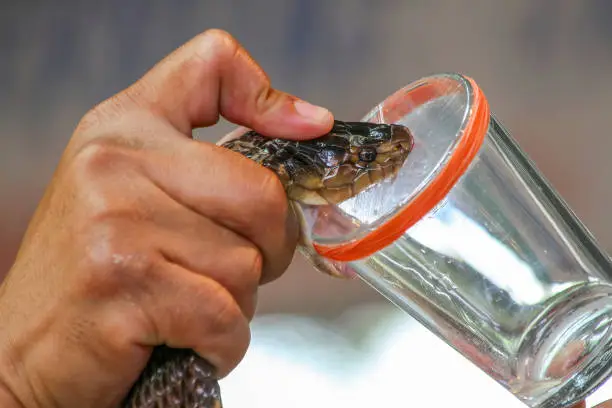 Photo of Milking cobra snake venom in Thailand