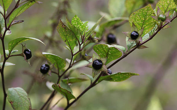istock Deadly Nightshade Atropa Belladonna 184315763