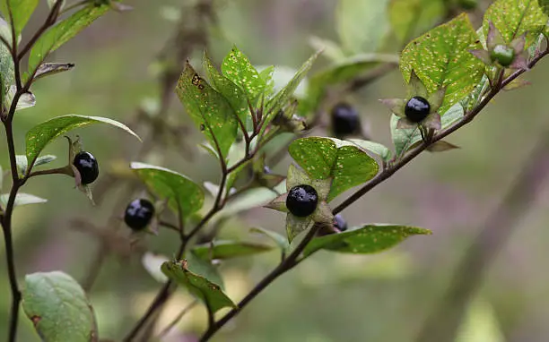 Deadly Nightshade Atropa Belladonna