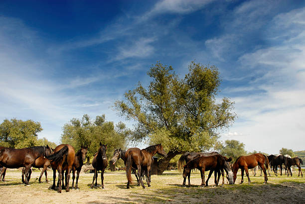 Herd of horses stock photo