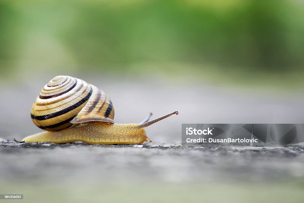 Moving slowly Close up shot of moving snail. Slow Stock Photo