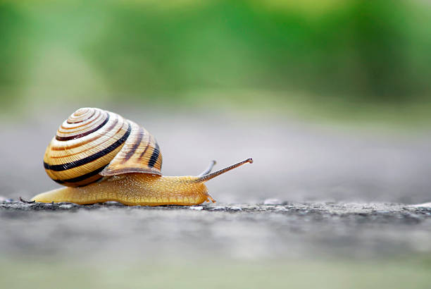 Moving slowly Close up shot of moving snail. snail stock pictures, royalty-free photos & images