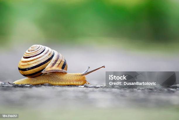 Moving Slowly Stock Photo - Download Image Now - Slow, Snail, Motion