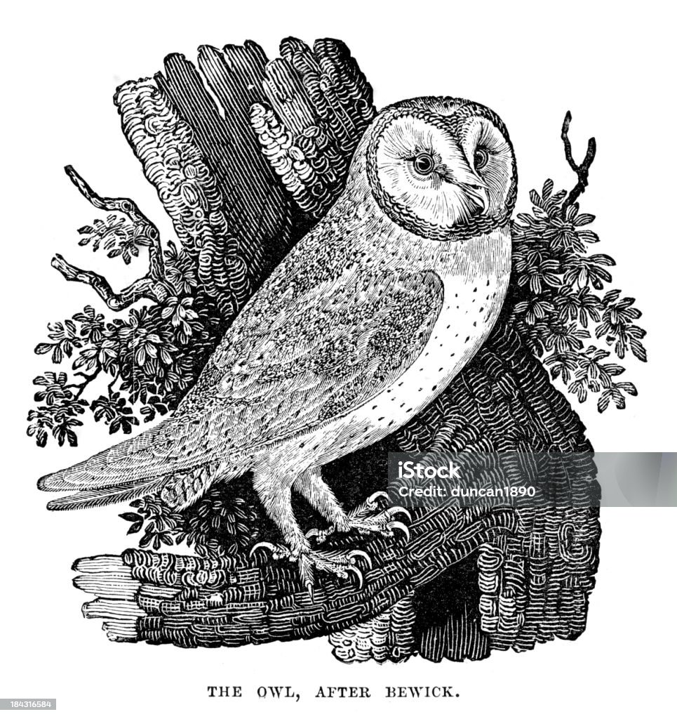 Owl Vintage engraving from 1879 after Bewick of an Owl Engraved Image stock illustration