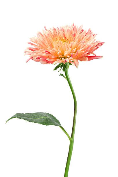 dahlia - 一朵花 個照片及圖片檔