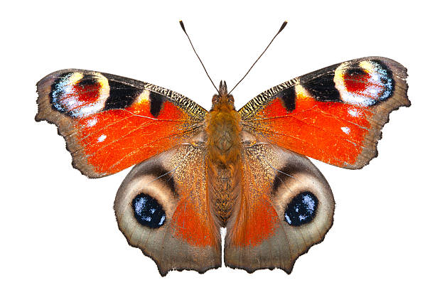 butterfly Inachis I peacock butterfly stock pictures, royalty-free photos & images