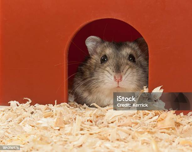 Zuckerhut Hamster 6 Wochen Alt Stockfoto und mehr Bilder von Hamster - Hamster, Anreiz, Betteln - Tierisches Verhalten