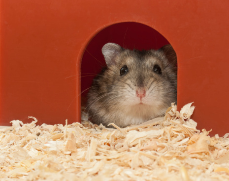 Djungarian dwarf hamster - 6 weeks old.