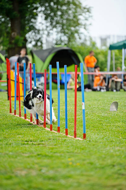 agilità collie - exhibition of dog foto e immagini stock