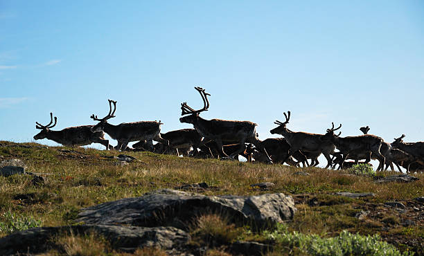 istock Herd of reindeers running. 184317515
