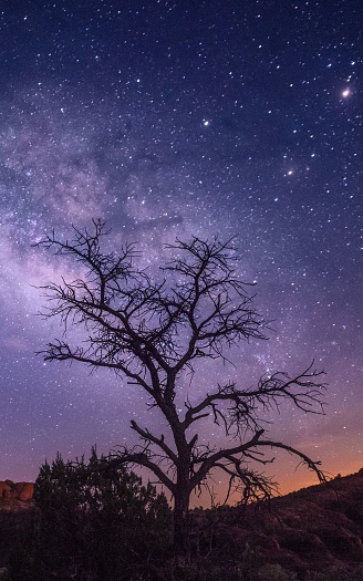 A barren tree stands in silhouette against a starlit night sky, illuminated by many stars.