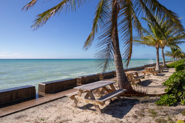 istock Picnic tables and palm trees beside the ocean 1843175901