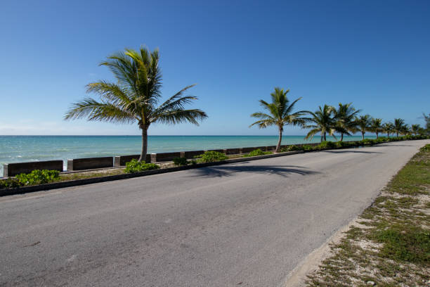 istock palm tree lined road beside the ocean 1843176950