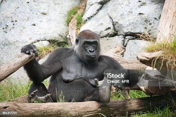 Femmina Gorilla Rilassante Xxxl - Fotografie stock e altre immagini di Africa - Africa, Ambientazione esterna, Animale