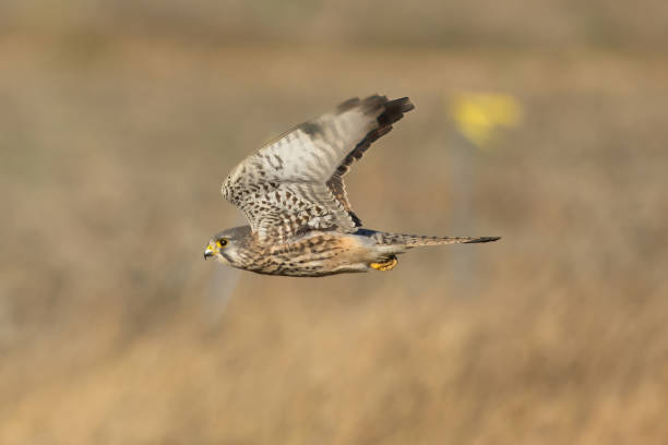 istock Common Kestrel flying over the rice paddy. 1843177975