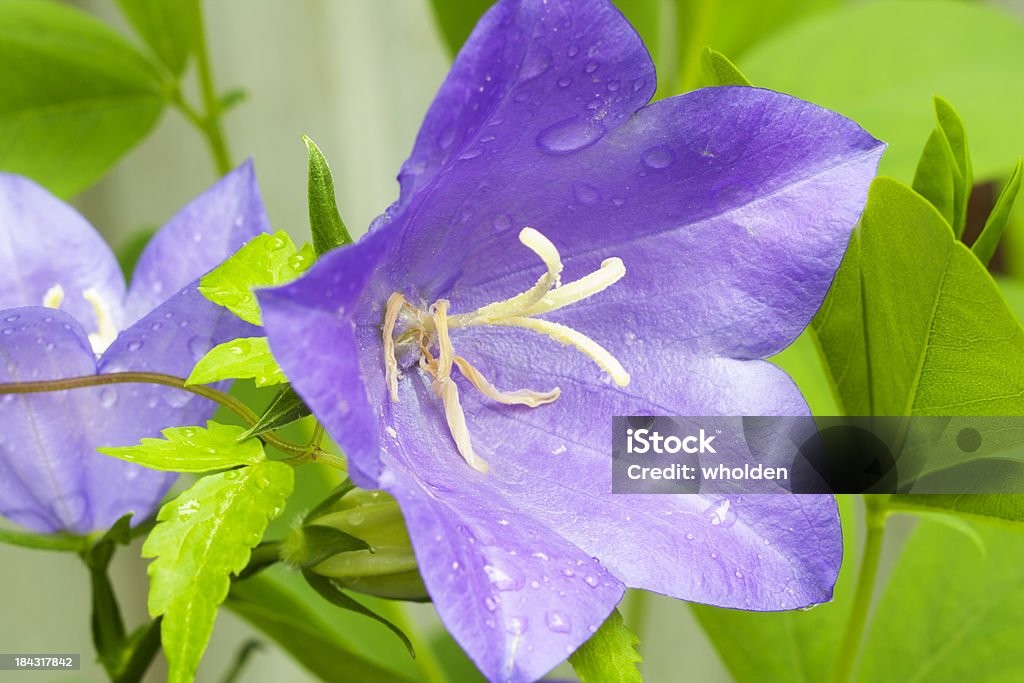 Campânula flor e Pingos de Chuva - Royalty-free Angiospermas Foto de stock