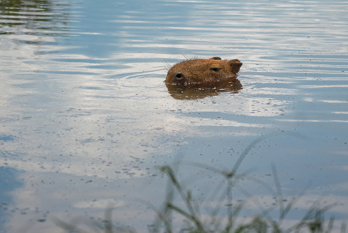 Capybara (Hydrochoerus hydrochaeris) swimming with head above water - World largest rodent