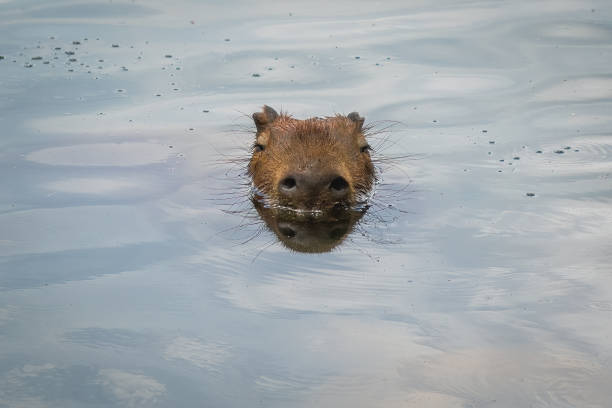 Capybara (Hydrochoerus hydrochaeris) swimming with head above water - World largest rodent