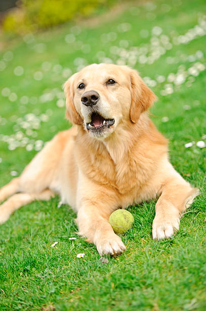 zangado - ball grass dog howling imagens e fotografias de stock