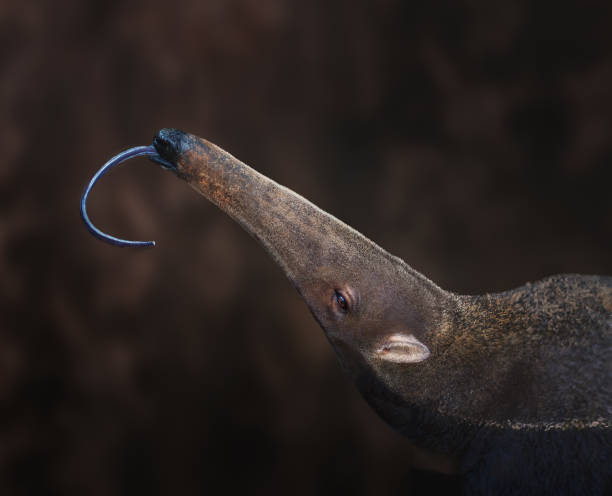 Giant Anteater tongue (Myrmecophaga tridactyla) Giant Anteater tongue (Myrmecophaga tridactyla) Giant Anteater stock pictures, royalty-free photos & images