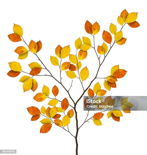 Jesień Beech Branch - zdjęcia stockowe i więcej obrazów Jesień - Jesień, Drzewo, Gałąź - część rośliny