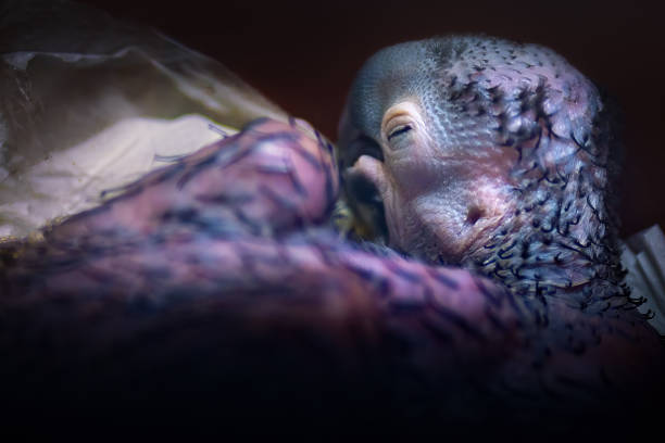 Featherless Baby Hyacinth Macaw (Anodorhynchus hyacinthinus) on a nursery