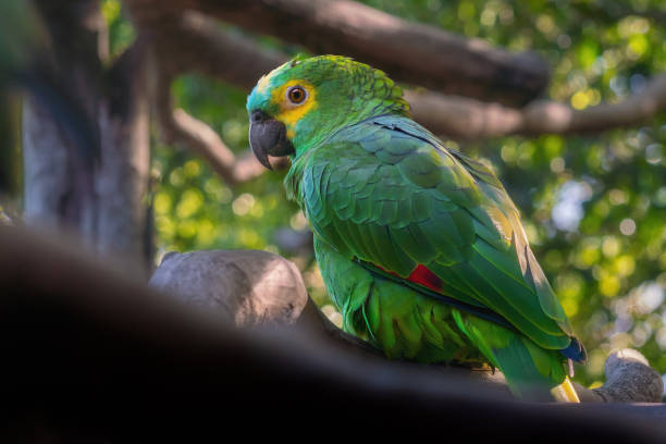 Turquoise-fronted Amazon or Blue-fronted parrot (Amazona aestiva) Turquoise-fronted Amazon or Blue-fronted parrot (Amazona aestiva) amazona aestiva stock pictures, royalty-free photos & images