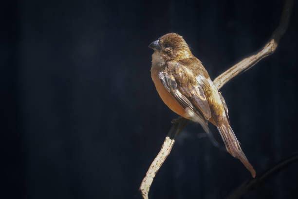 Female Ultramarine Grosbeak bird (Cyanoloxia brissonii)