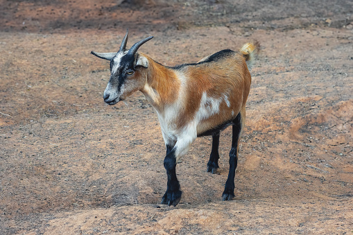 Domestic Goat with horns (Capra hircus)