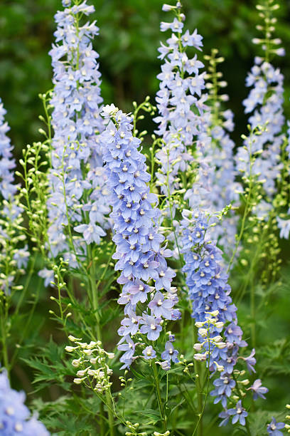 Larkspur Stock Photos, Pictures & Royalty-Free Images - iStock