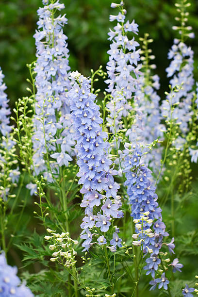Larkspur Stock Photos, Pictures & Royalty-Free Images - iStock Larkspur Stock Photos, Pictures & Royalty-Free Images - iStock
