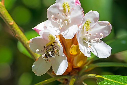 Bumblebee Pollinating a Rhododendron Flower in the Blue Ridge Parkway in North. Carolina