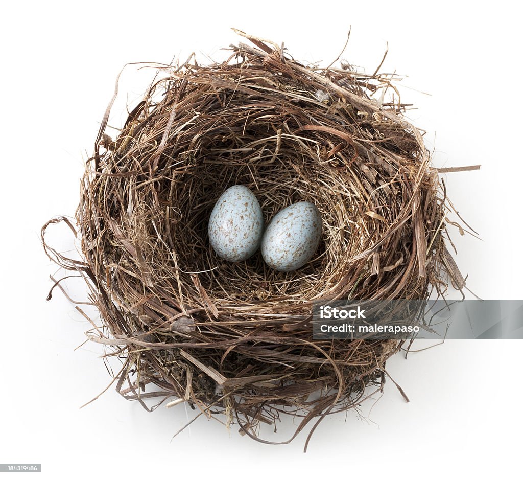 Huevos en el nido - Foto de stock de Huevo - Etapa de animal libre de derechos