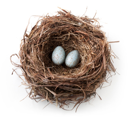 Blackbird eggs in the nest.Some similar photo from my portfolio: