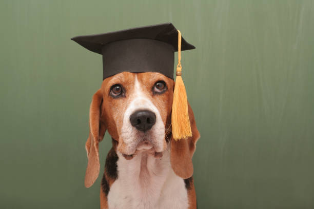 bien formée chien - dog graduation hat school photos et images de collection