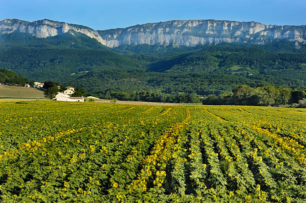Cliffs and sunflowers in  Provence, France "Cliffs and sunflowers in la Drome, Provence, France with the Eyzahut cliffs in the background More like this" drome stock pictures, royalty-free photos & images